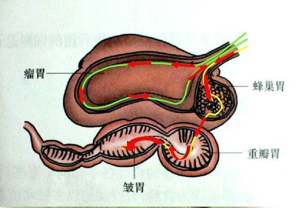 羊瘤胃位置图片图片