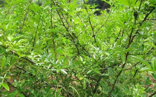 青刺果油的功效