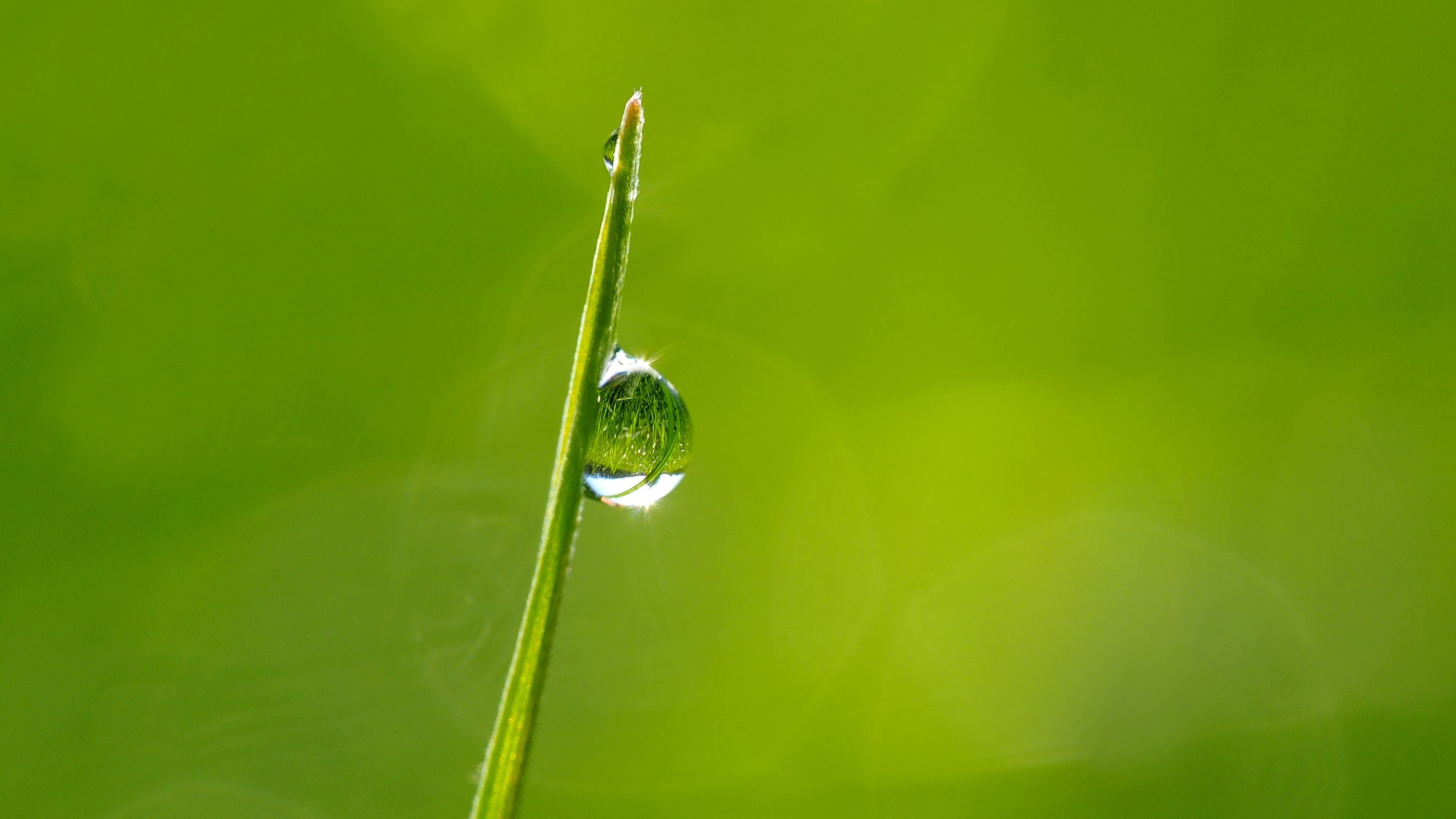 挂着水滴植物绿叶图片[图5]