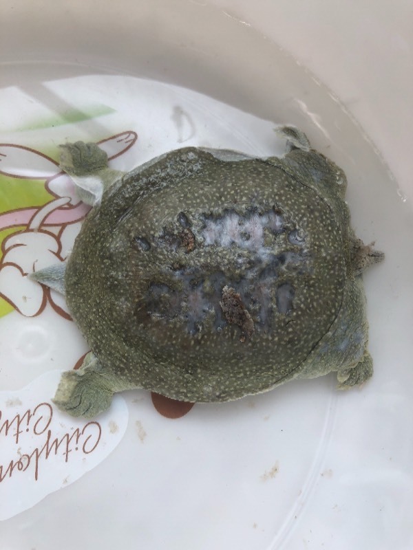 甲鱼背上烂了怎么办