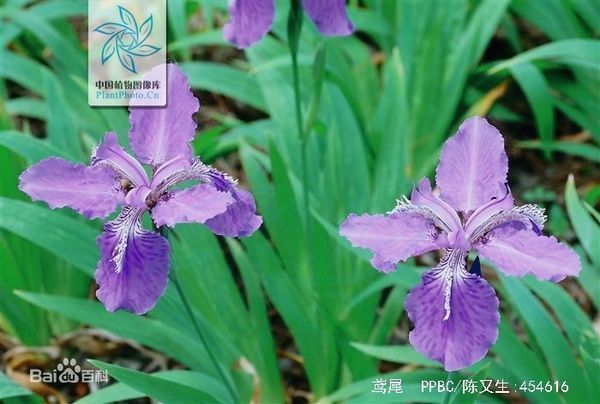 长叶子叶片根部连在一起的植物这叫什么名字?