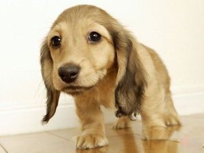 长耳朵狗是什么品种?