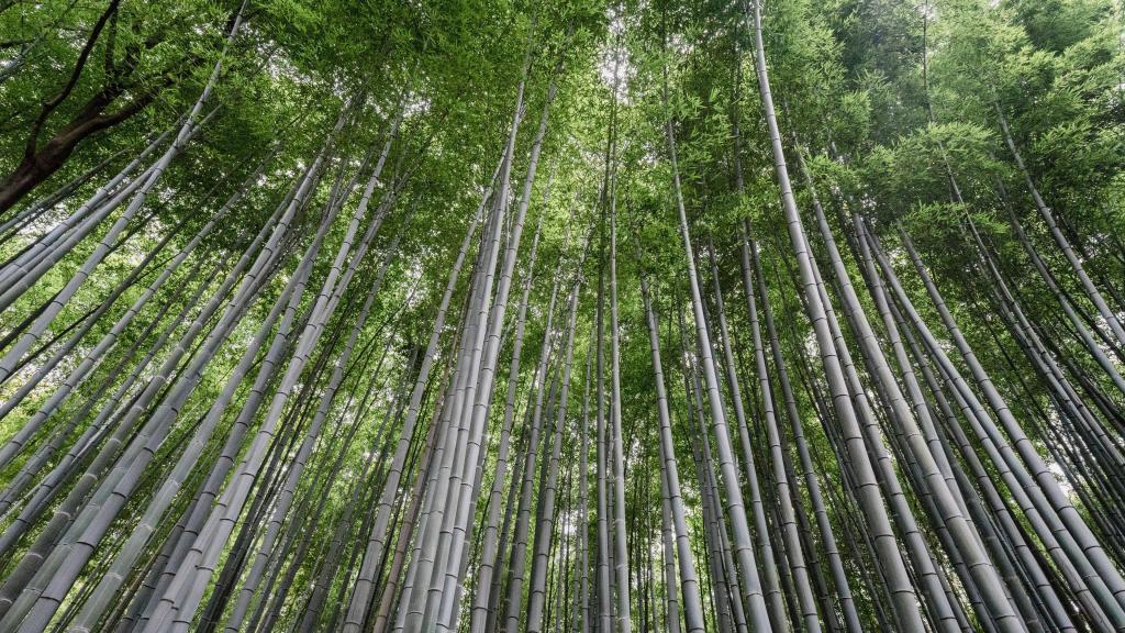 碧绿护眼的竹林美景电脑壁纸[图2]