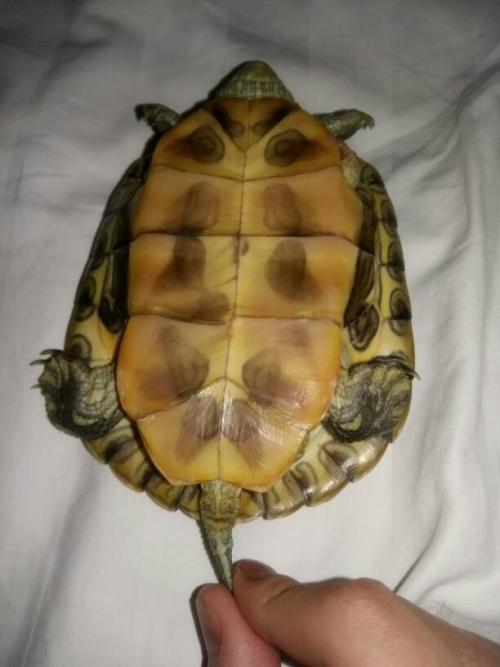 这只巴西龟,看腹甲像公的,看尾巴又像母的,请问是公还是母呢?