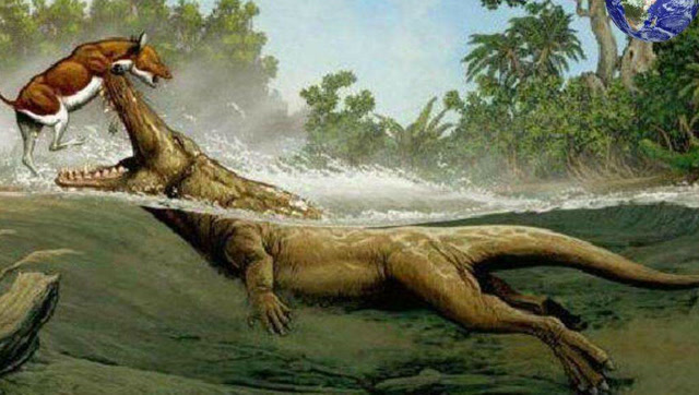 盗猎者捕杀鳄鱼,惨遭史前巨鳄,一口生吞场面十分震撼!