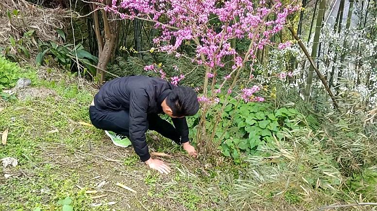 [图]村子里唯一一棵紫荆树,开花非常漂亮,小伙准备挖一棵苗回家种