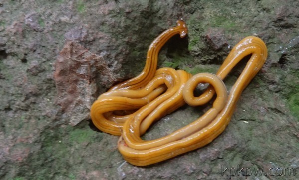 有没有锤头蚯蚓额?