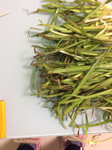 这个韭菜烂了吗?