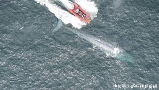 世界上最高的乳动物