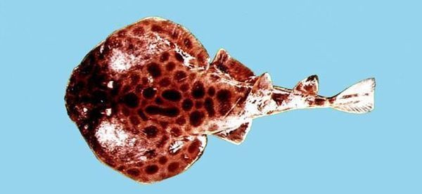 谁知道这是什么鱼呀 卖鱼的说是老板鱼 越看越不像呀