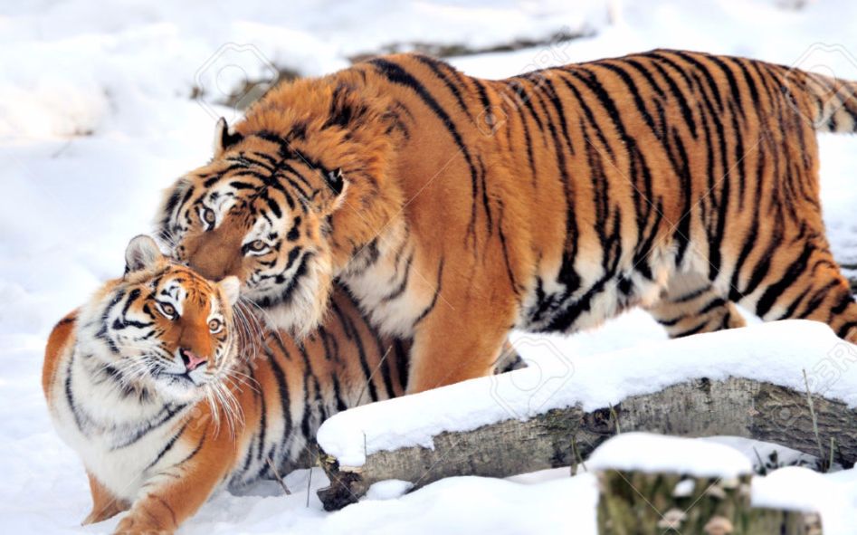 动物园内的公西伯利亚虎和母西伯利亚虎