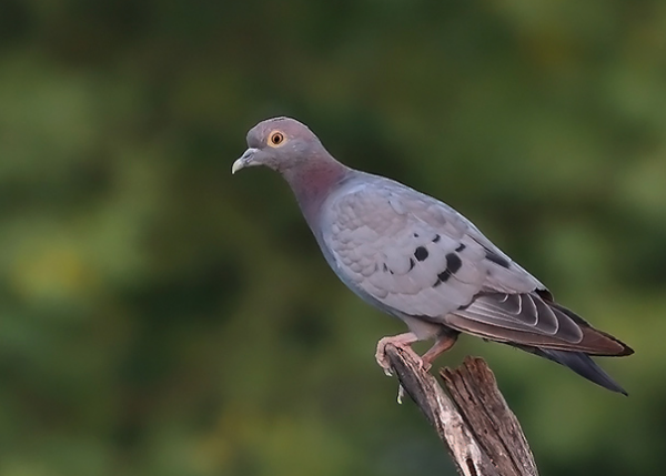 谁有鸽子黄眼的图片?