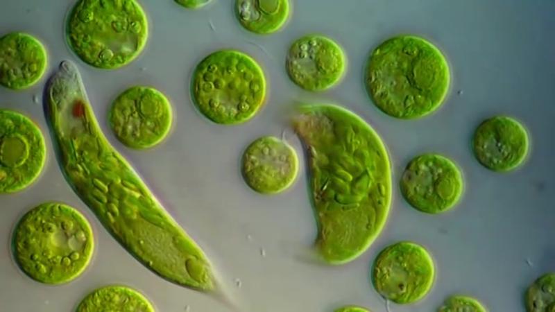 衣藻和绿色 裸藻,藻类微生物的两大扛把子