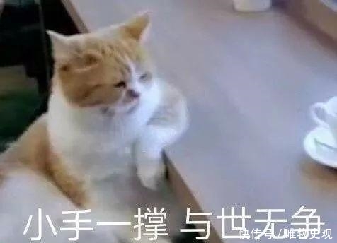 朱广权跨年网络