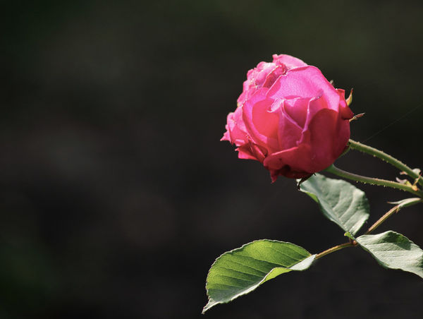 一天,阿多尼斯出外打猎被野猪咬伤,阿芙罗狄蒂闻讯后急忙赶去.