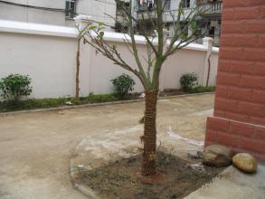 请教下:木菠萝如何修剪枝条?这样子是不是需要