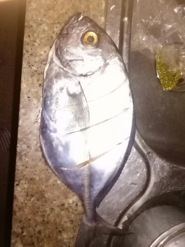 究竟是什么鱼?只知道是海鱼,无鳞,尾柄很细,肉