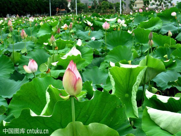 《小古文荷》整句诗的意思是什么?