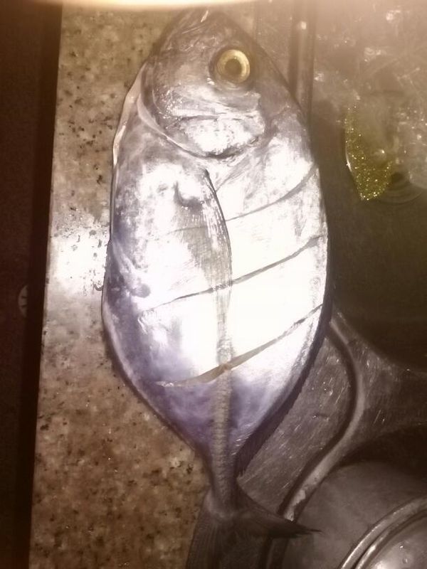 究竟是什么鱼?只知道是海鱼,无鳞,尾柄很细,肉