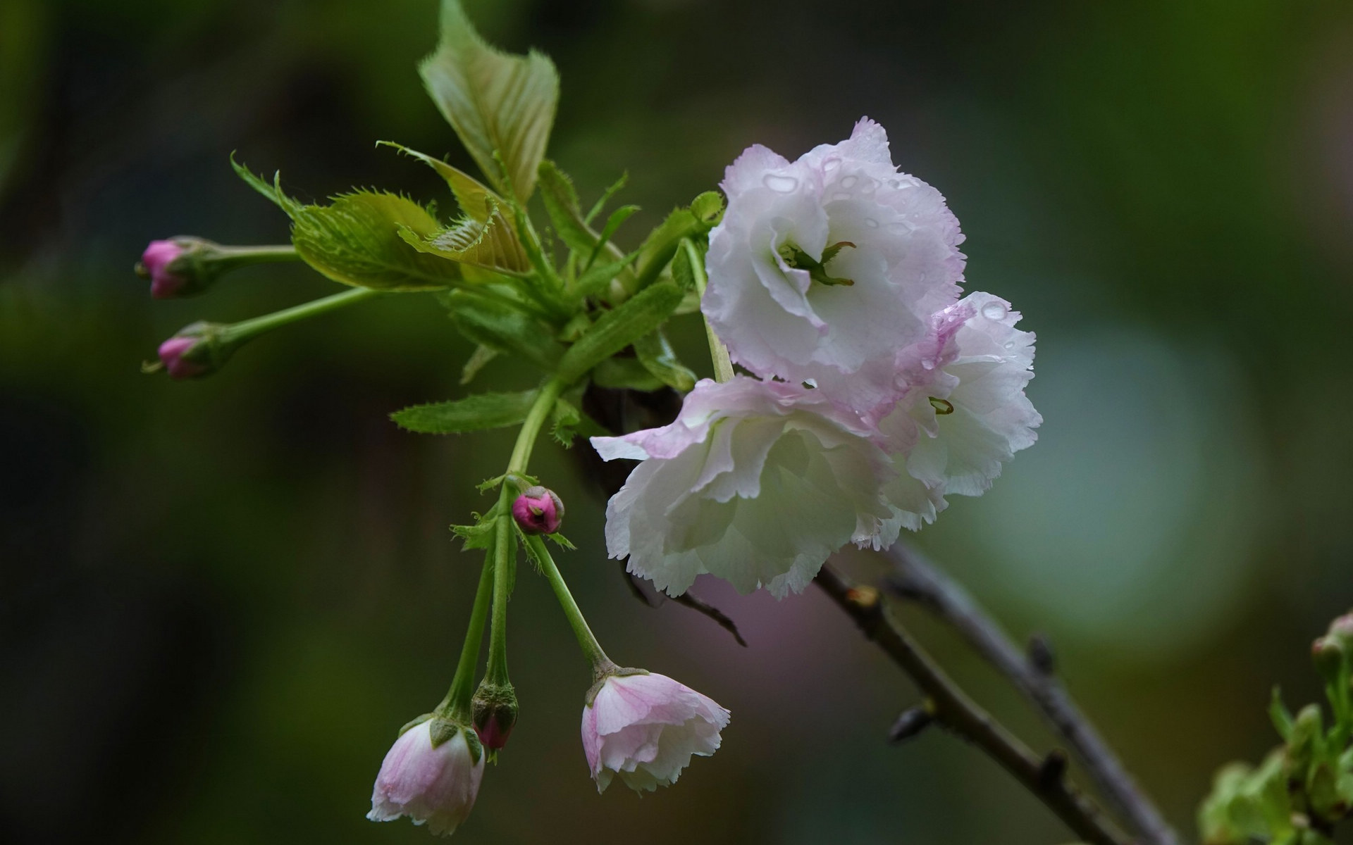 粉白色的樱花图片[图7]