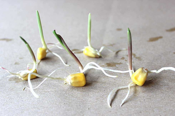 玉米种子萌发过程图片图片