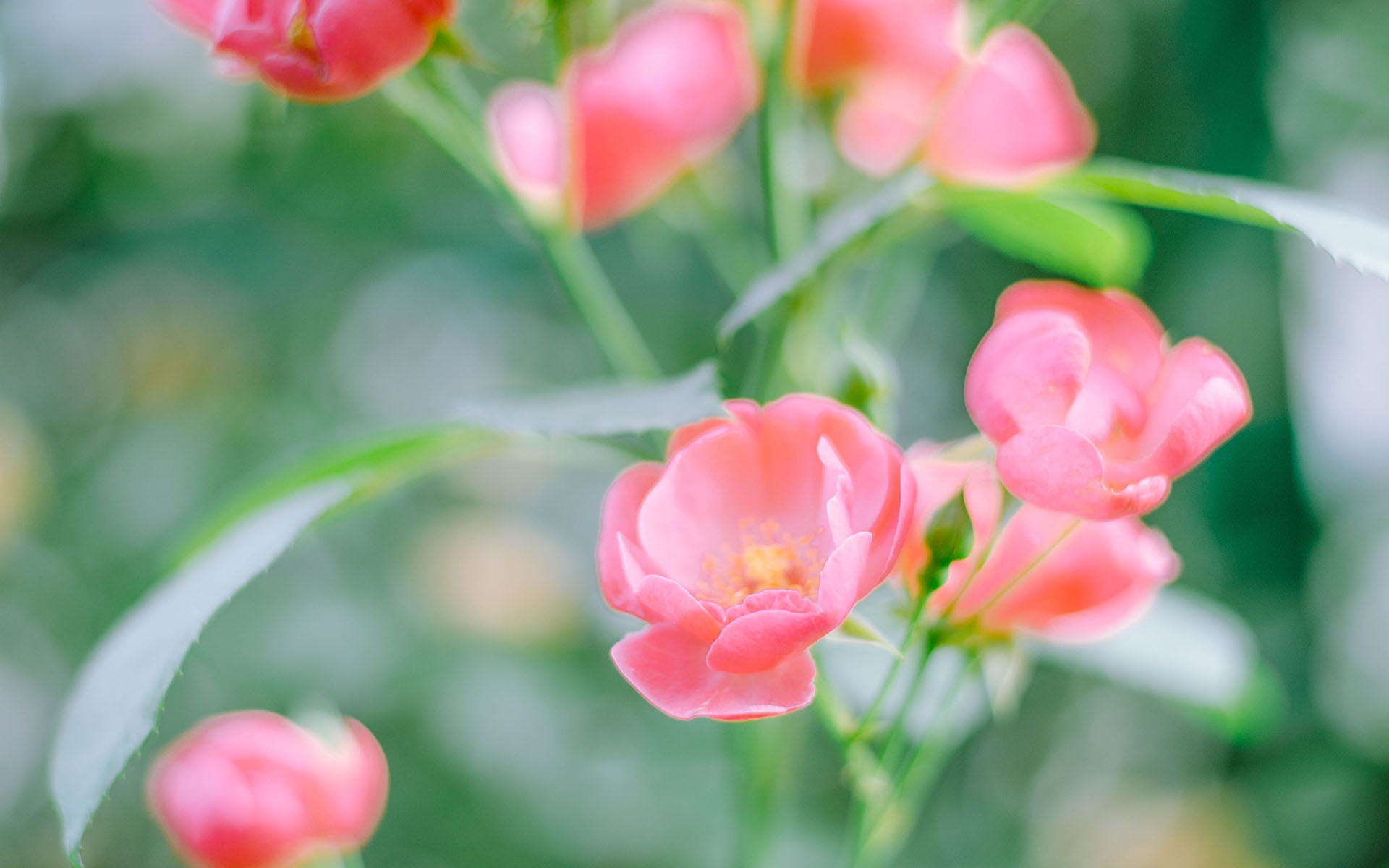 小清新野花花卉桌面壁纸[图2]