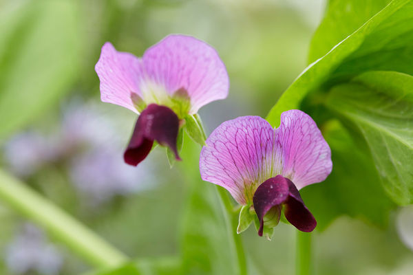 香豌豆花的花语是什么?