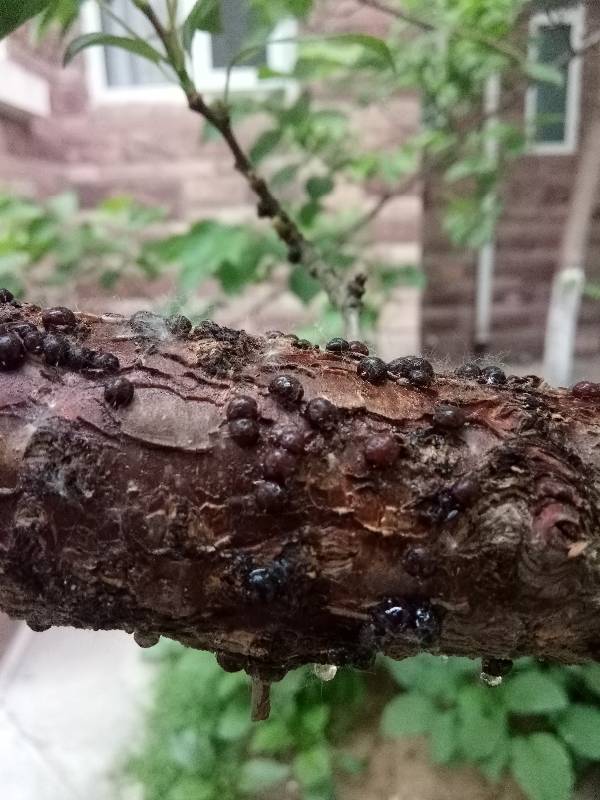 哪位大神能给指点下,这棵杏树得什么病了?长的什么虫子这是?