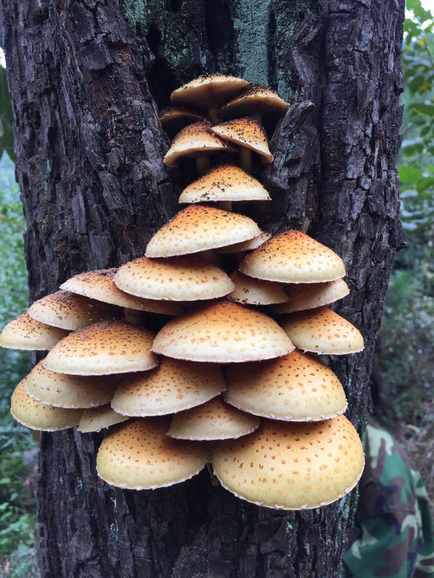 长在柿子树上的蘑菇能吃吗.