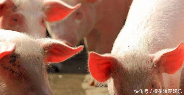 今年过年猪肉会多少钱一斤