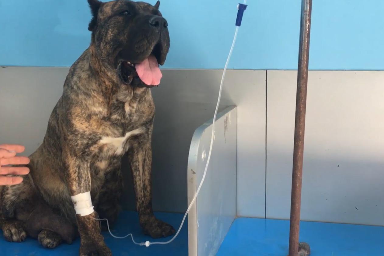 农村小伙带 狗狗去市里 宠物医院输液,这种猛犬市区里是见不到的