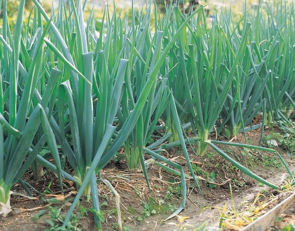 葱和蒜苗出苗后需要用什么除草剂?