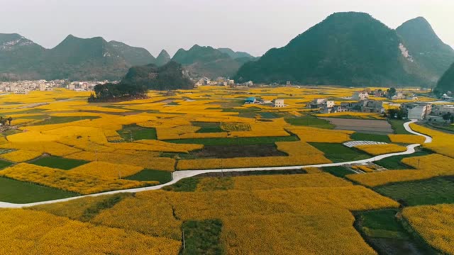 惠水县芦山镇油菜花