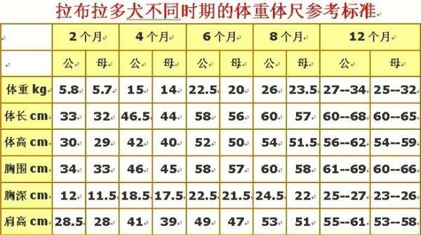 拉布拉多六个月后长得慢了吗