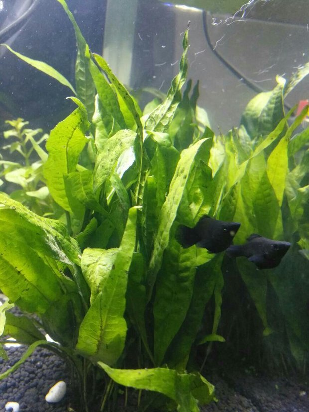 这种鱼叫泡泡鱼吗还是啥,怎么分公母