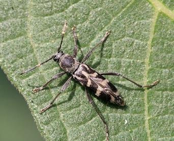 背上有一个类似于火字的虫是什么