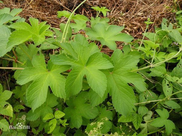 五角星的葉子,葉子莖上,杆子上都有刺的叫什麼植物?