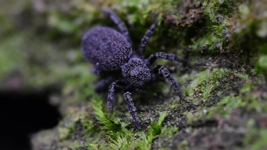 【vsl异虫研究所】eresus hermani 隆头蛛宣传视频