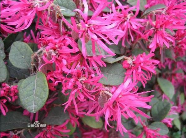 一种玫红色的花,花瓣很细,呈瘦瘪长方形条,花汁也是玫红色,花瓣不是很