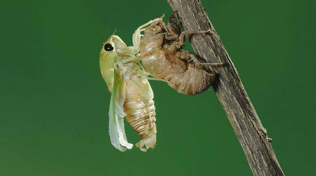 5分钟,让你看完 蝉的一生