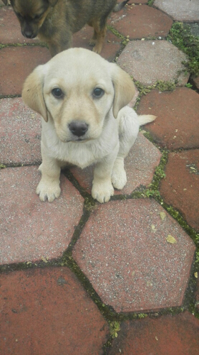 请问公的罗威纳能和母的拉布拉多一起养吗?有