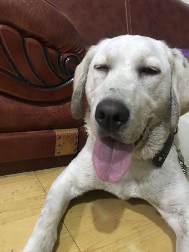 狗的眼睛睁不开是怎么回事