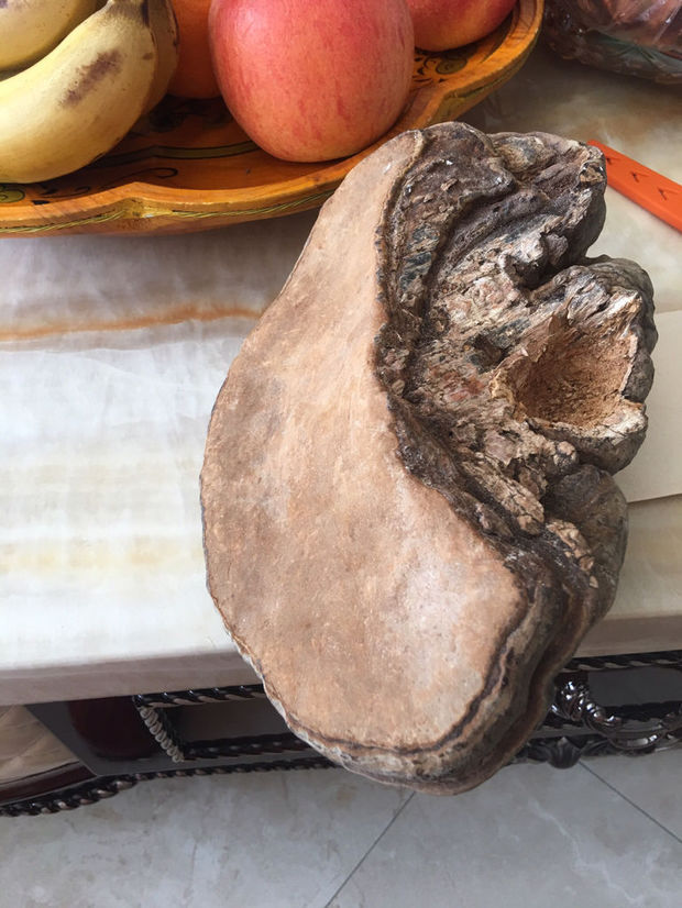 这个野生灵芝要怎样处理,石头一样硬