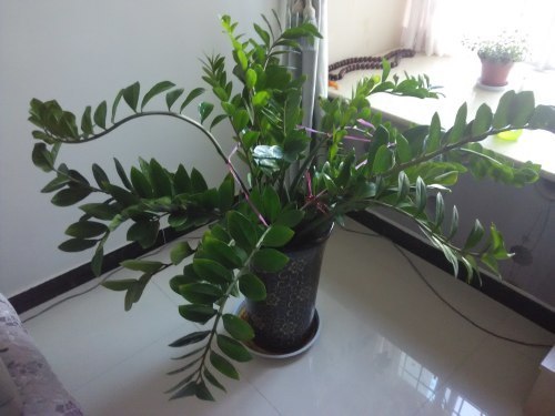 我家的金钱树有1年多了,最近许多老枝的茎杆枯