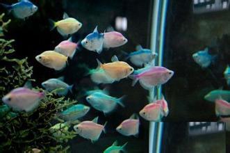 请明白的师傅告诉我这是什么鱼,谢谢啦。