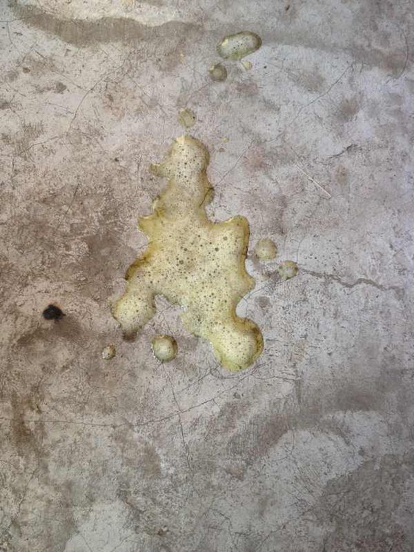 泰迪狗呕吐黄绿色带白色泡沫粘液,精神好,不拉