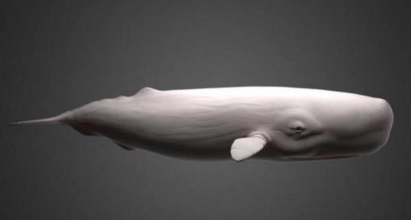 想要知道抹香鲸牙齿与普通鲸鱼牙齿有哪些区别,我们首先要弄清楚