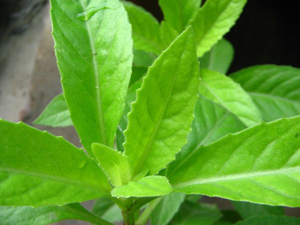 神仙草泡水喝适合什么人喝仙人草不只能够食用,还能够药用,更能够泡水