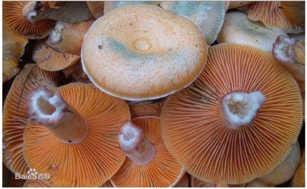 老家的松花菌学名是什么啊