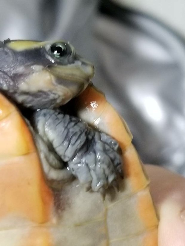 乌龟腐皮应该怎么治疗?